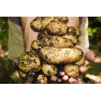 Maris Piper Potatoes white unwashed x 25kg